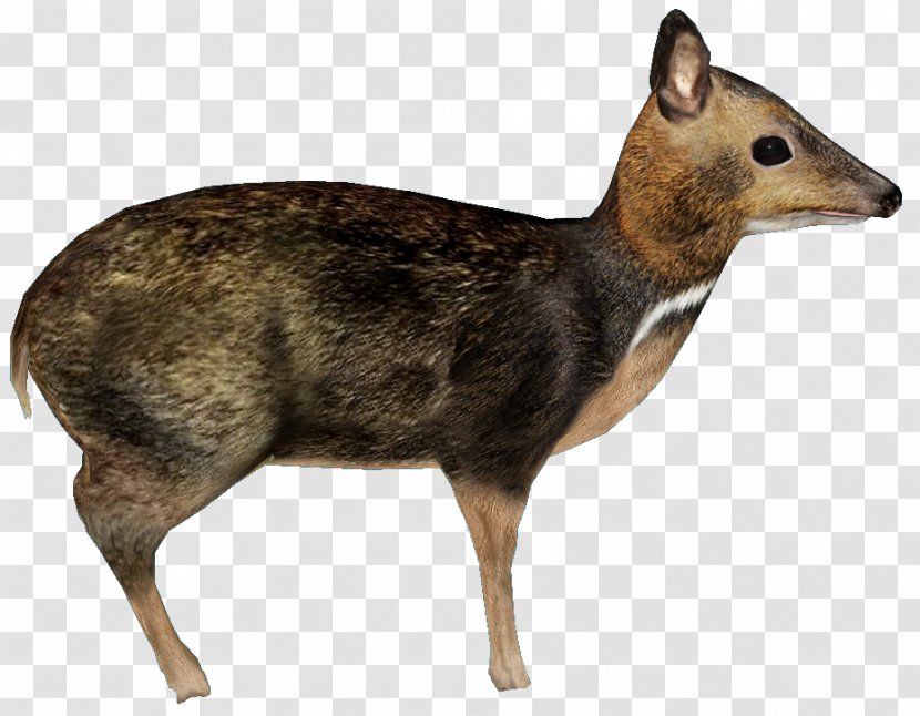 Musk Deer Philippines Antelope Philippine Mouse-deer - Wildlife Transparent PNG