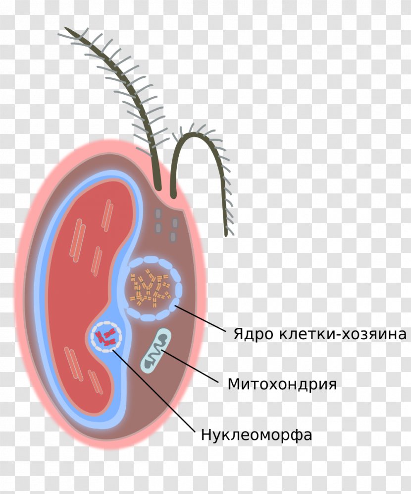 Cryptomonad Nucleomorph Eukaryote Algae Glaucophyte - Tree - Cartoon Transparent PNG