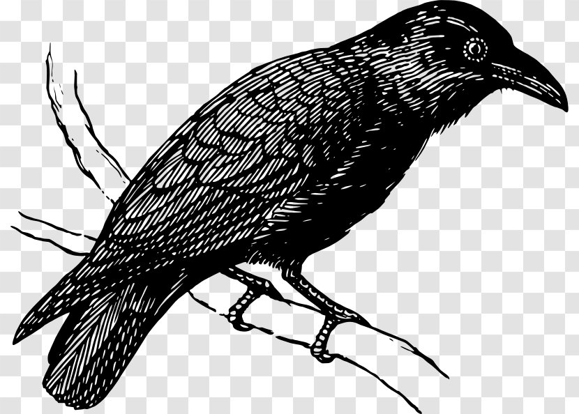 Drawing American Crow Bird Art Clip - Like - Raven Transparent PNG