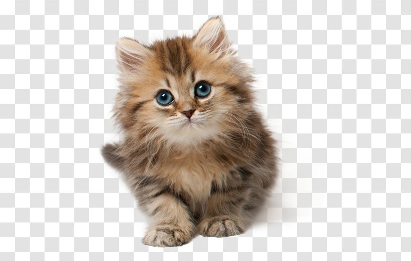 Kitten Cat Clip Art - Cuteness Transparent PNG