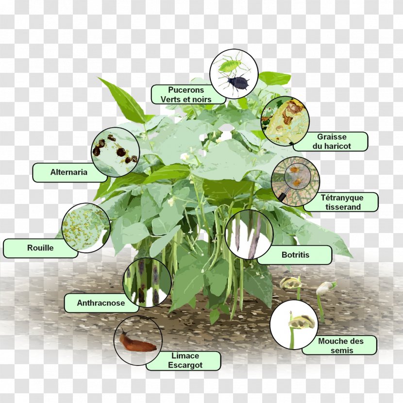 Common Bean Tree Green Seed Clip Art - Vegetable Transparent PNG