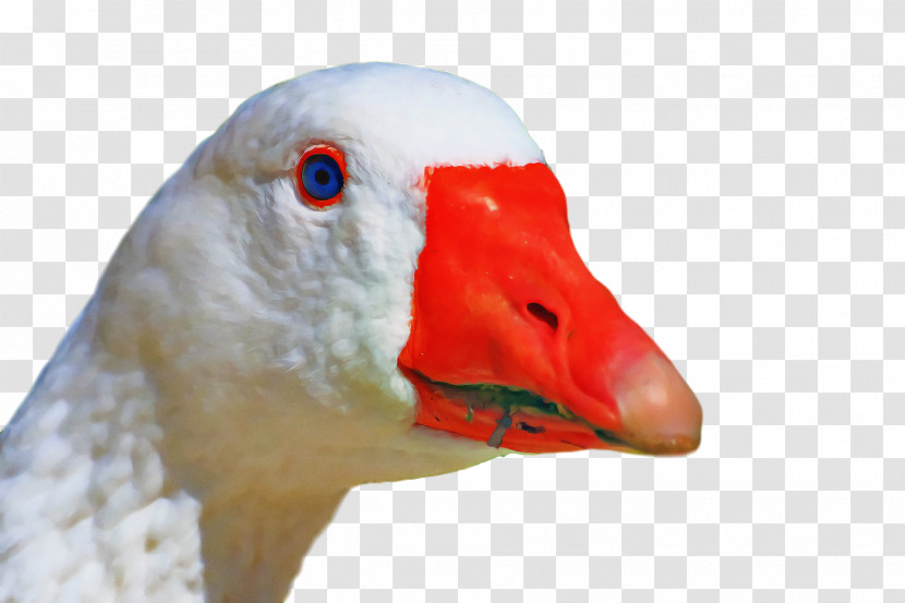 Goose Wild Animal Transparent PNG