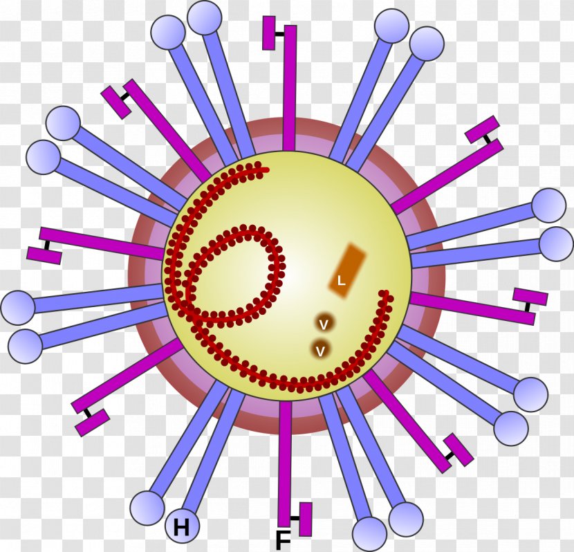 Morbillivirus Ovine Rinderpest RNA Virus Disease - Rna - Creative Animal Transparent PNG