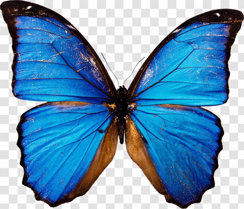 Butterfly Desktop Wallpaper Clip Art - Insect - Blue Transparent PNG