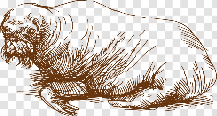 Sea Lion Drawing Carnivora Illustration - Art - Hand-painted Transparent PNG