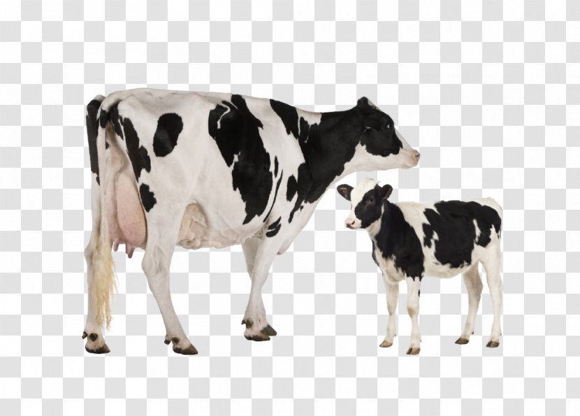 Holstein Friesian Cattle Heck Jersey Dairy Toggenburg Goat - Stock Photography - Domestic Animal Cow Transparent PNG