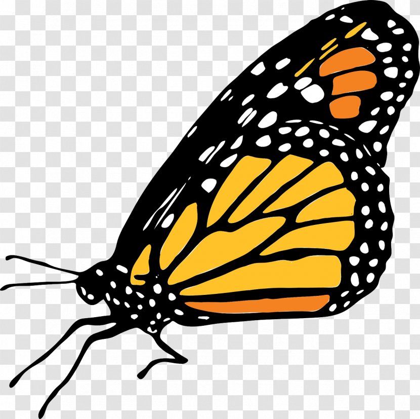Monarch Butterfly Clip Art - Pollinator Transparent PNG