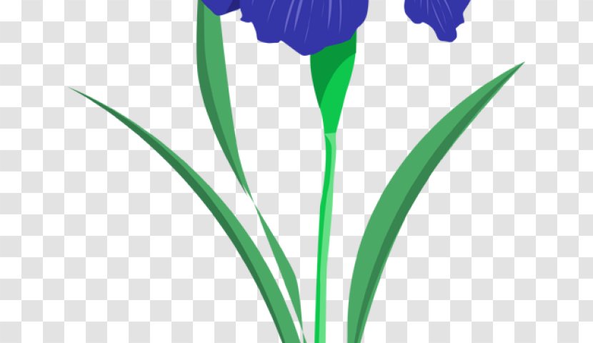 Clip Art Flower Illustration Drawing Northern Blue Flag - Iris Sanguinea - Horchata Vector Transparent PNG