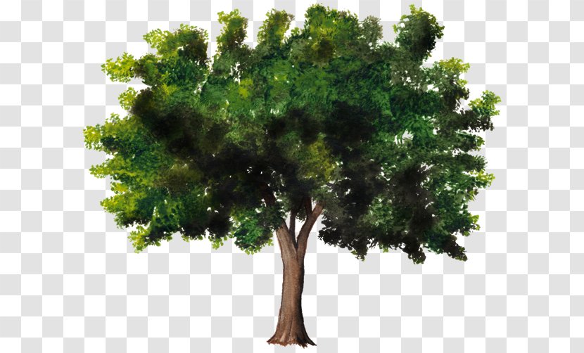 Tree Woody Plant Celtis Australis Trunk - Dwg - Arboles Transparent PNG