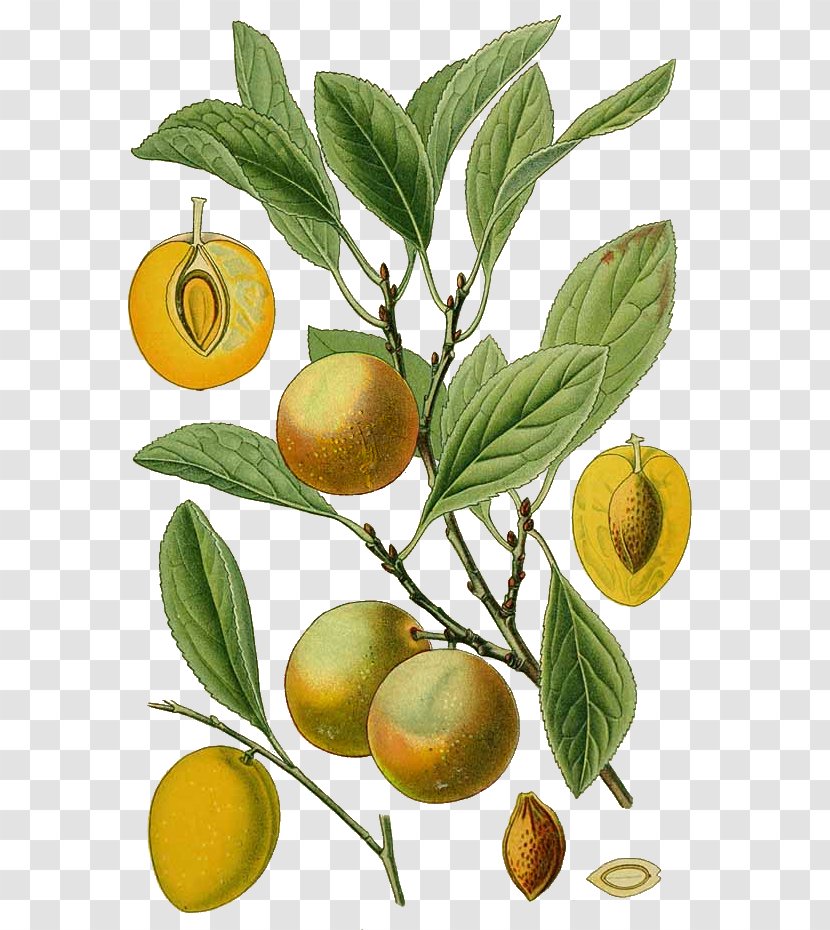 Bitter Orange Blackthorn Peach Fruit Tree Botany - Superfood Transparent PNG