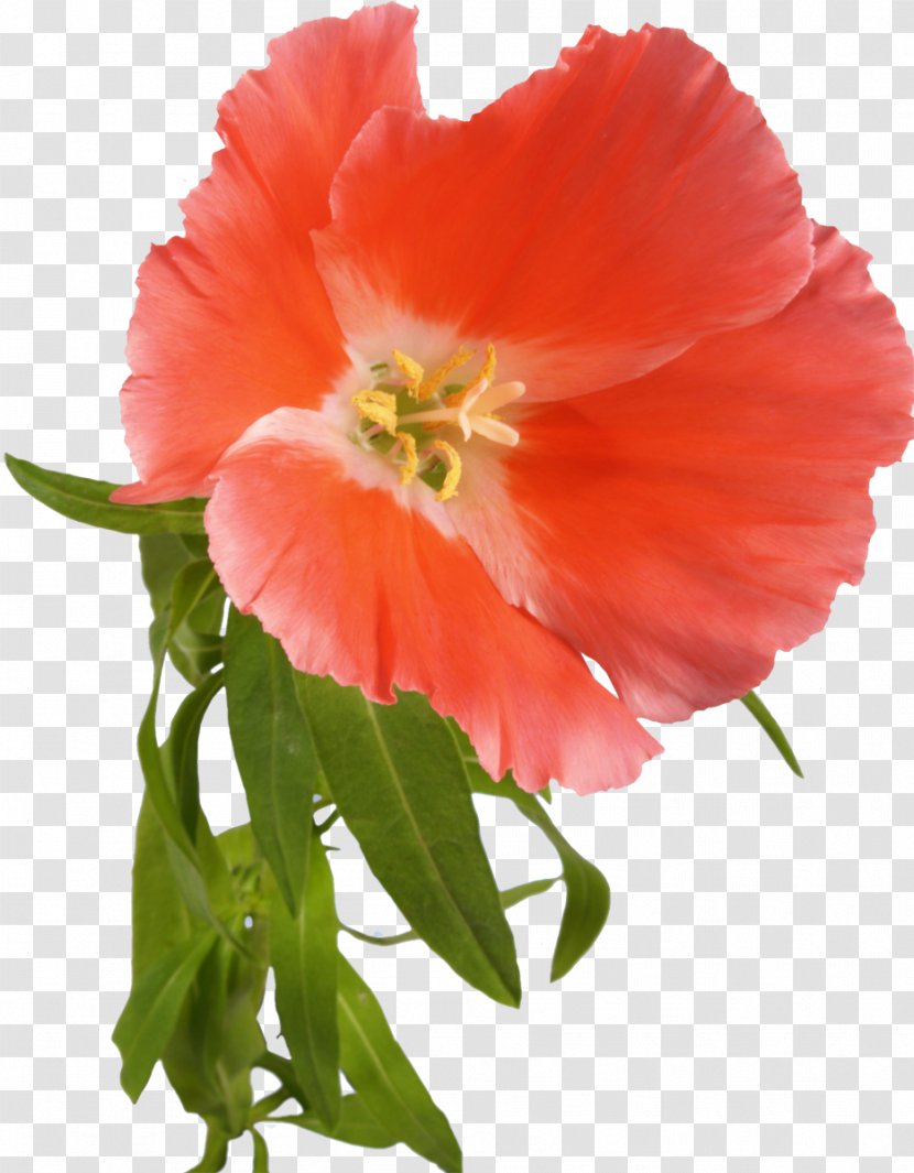 Flower Petal Leaf - Blume - Poppy Transparent PNG