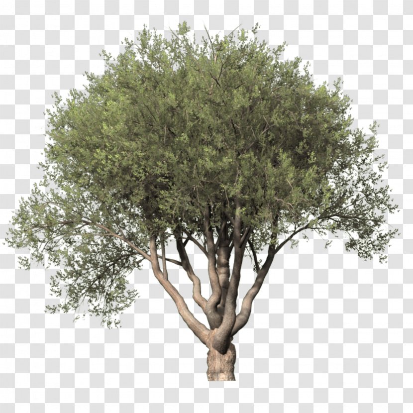 Tree Digital Image Clip Art - Plant - Top Transparent PNG