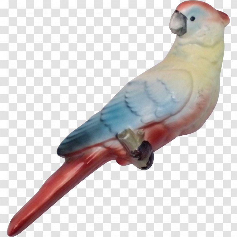 Budgerigar Parrot Lovebird Parakeet - Beak - Cockatoo Transparent PNG