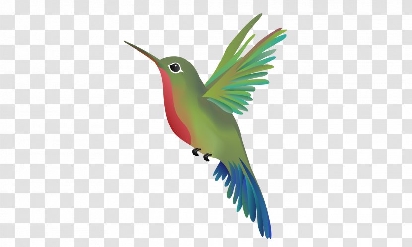 Wandering Hummingbird Massage Beak Parrot - Wing - Humming Bird Transparent PNG