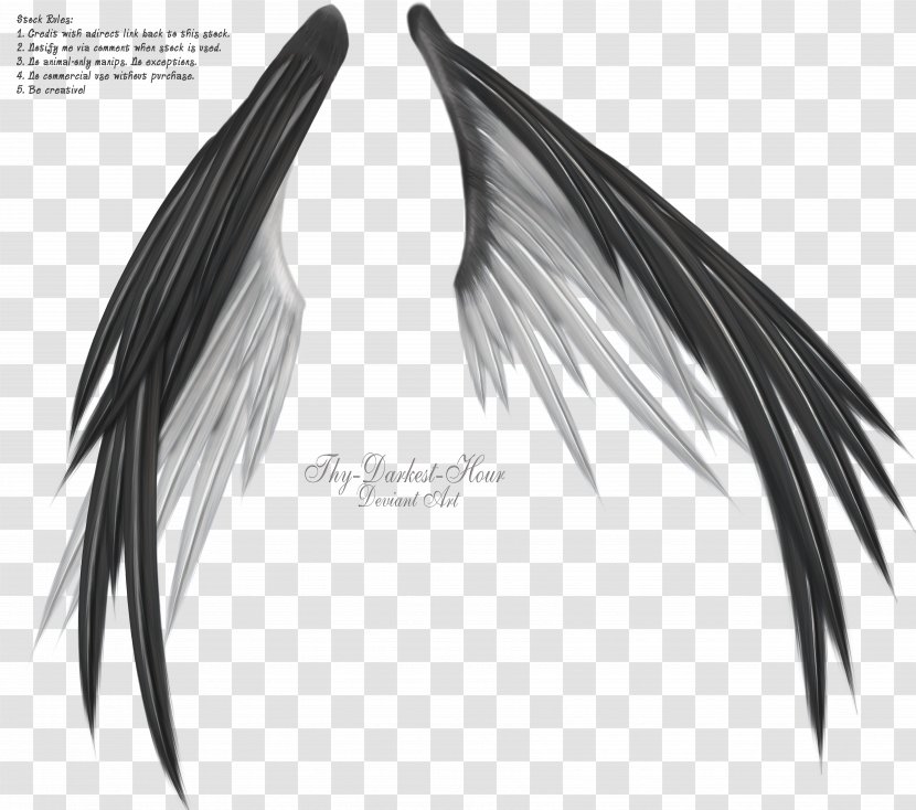 Wing Information Black And White - Data - Wings Angel Transparent PNG