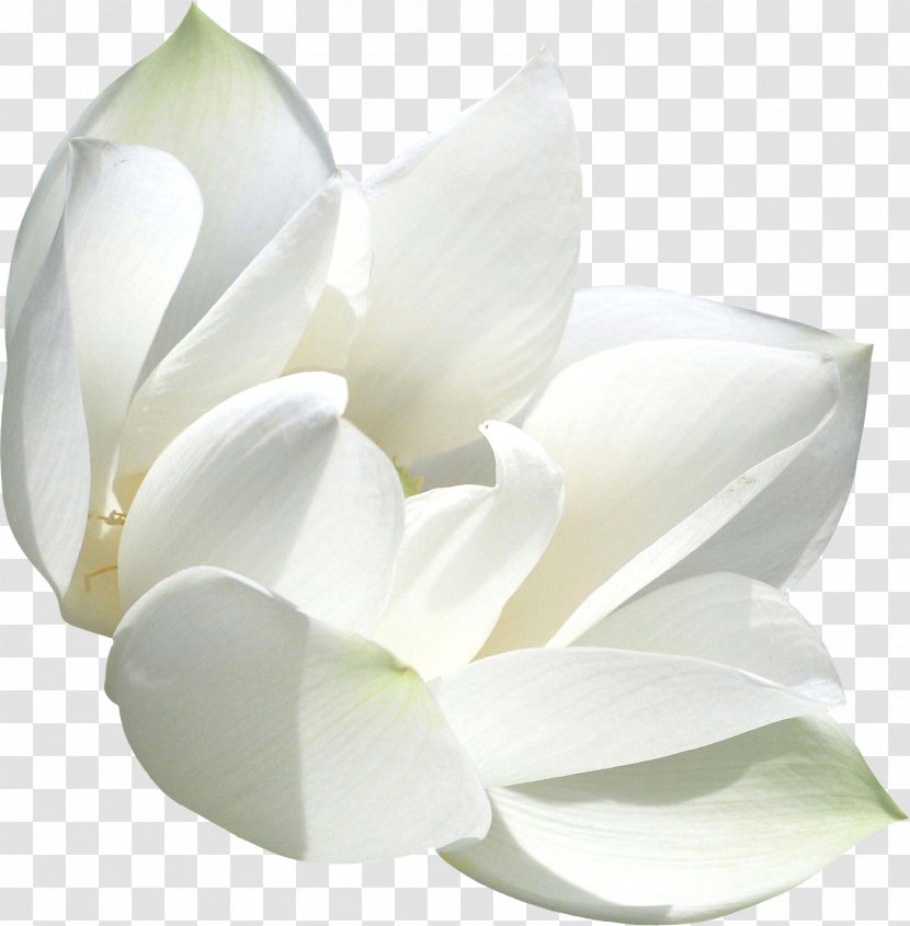 White Color .de - Violet - Lilly Transparent PNG