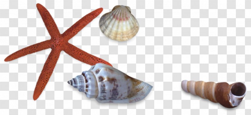 Seashell Sea Snail Starfish - Shells And Transparent PNG