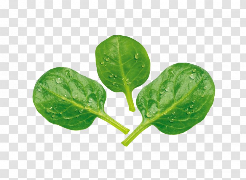 Leaf Vegetable Spinach Shoot Chard - Seedling Transparent PNG