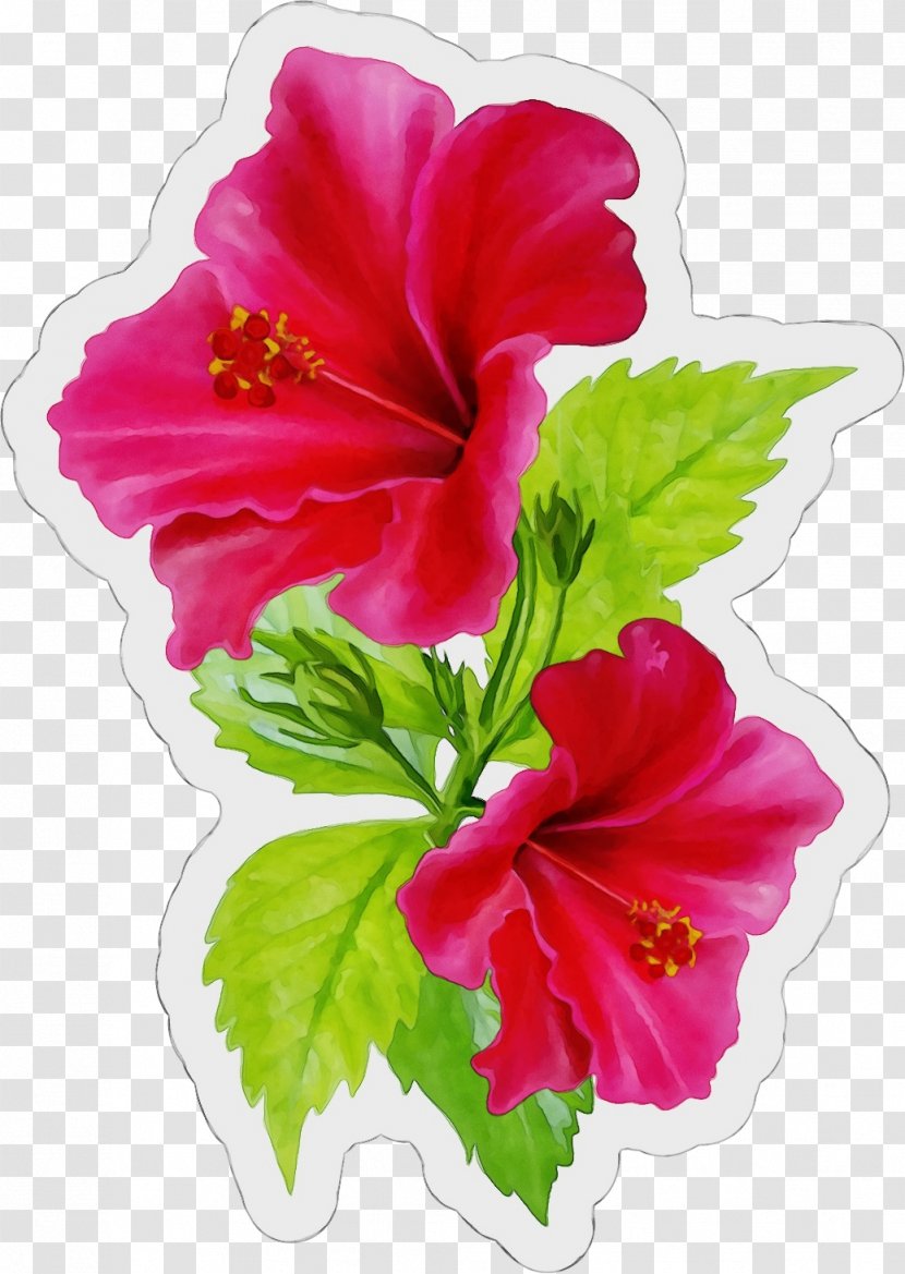 Flower Flowering Plant Hibiscus Hawaiian Petal - Chinese Transparent PNG