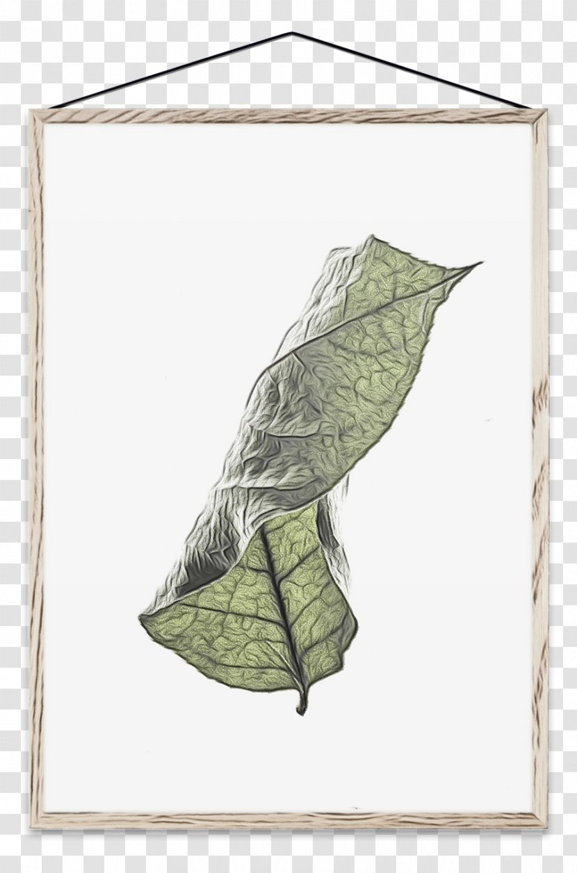 Background Poster - Anthurium - Morning Glory Drawing Transparent PNG