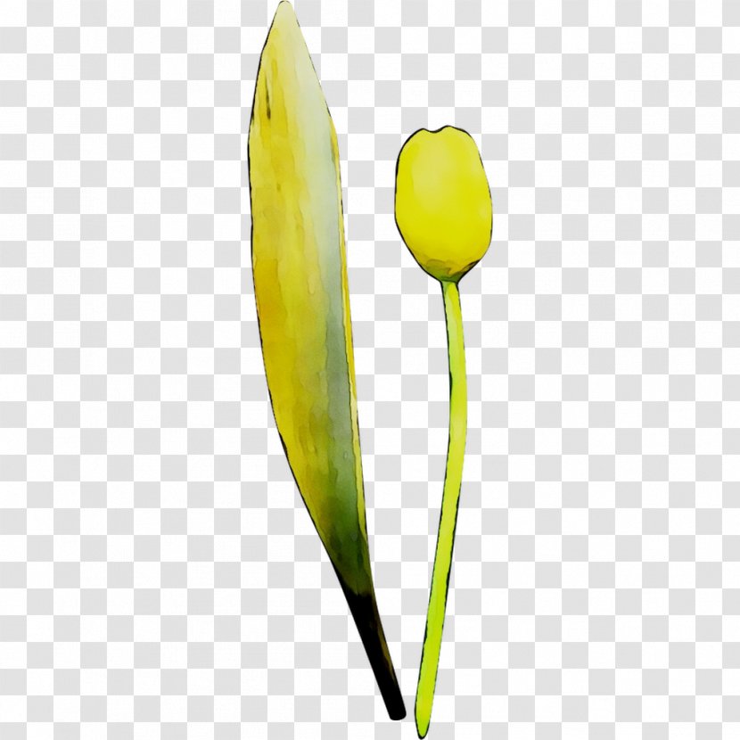 Tulip Yellow Plant Stem Plants Transparent PNG