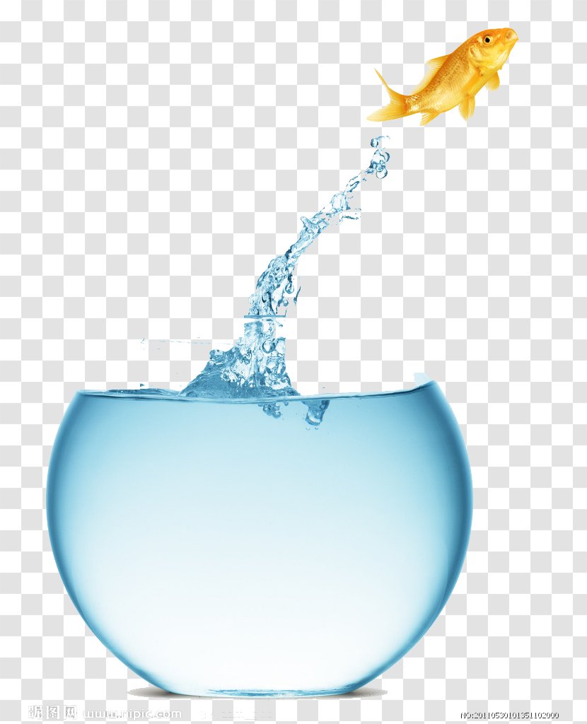 Debt Consolidation Loan Business - Water - Jumping Fish Transparent PNG