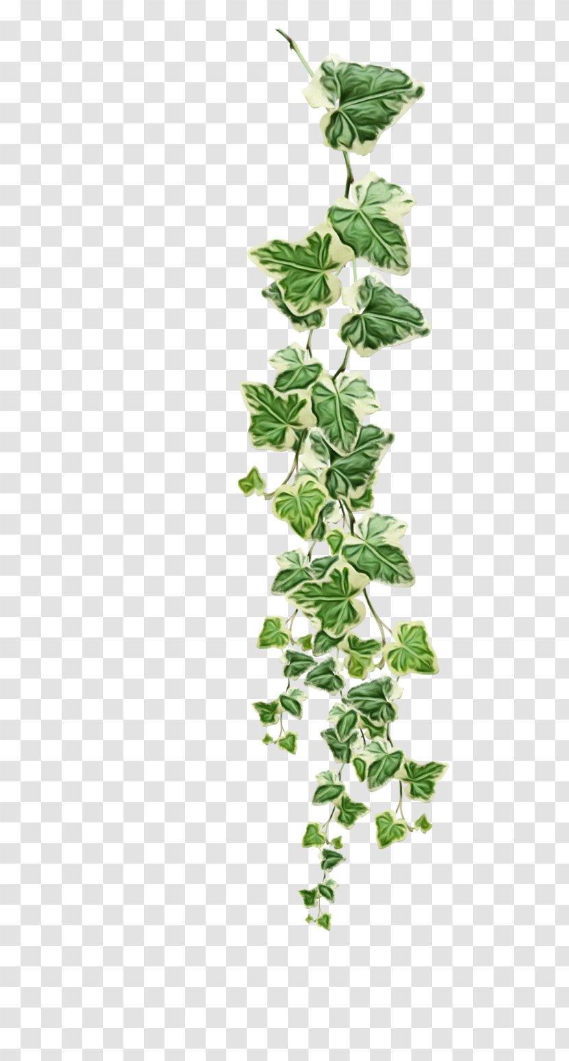 Grape Leaf - Ivy - Herb Family Transparent PNG