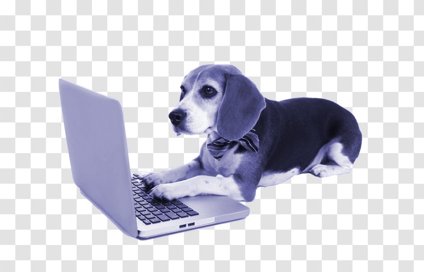 Beagle Stock Photography Puppy Laptop Shetland Sheepdog - Play Firecracker Transparent PNG