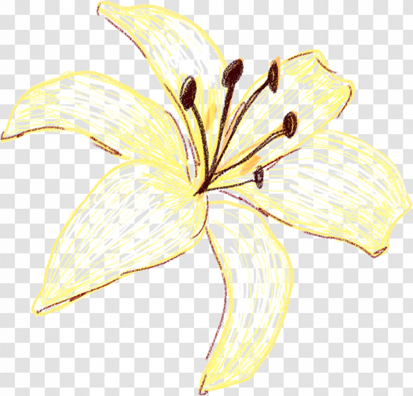Lily Yellow Flower Petal Plant Transparent PNG