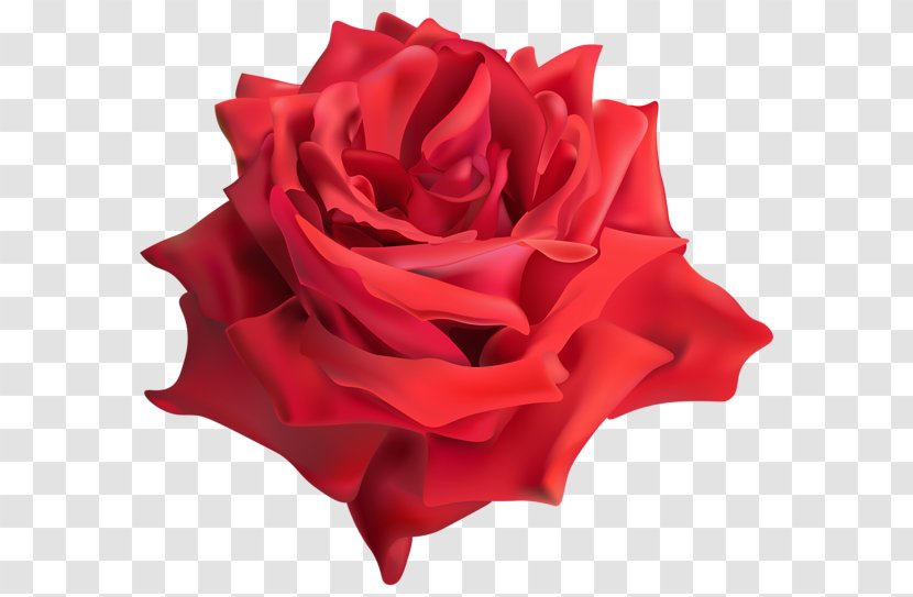Red Garden Roses Flower Rosaceae - Floribunda - Rose Decorative Transparent PNG