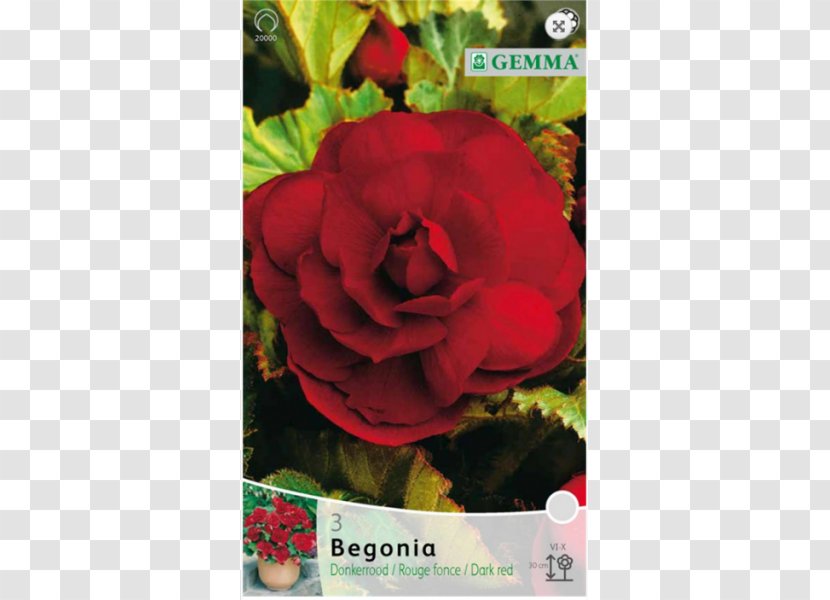 Garden Roses Bulb Begonia .gr Red - Plant Transparent PNG
