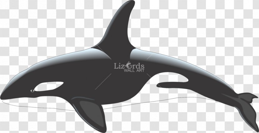 Killer Whale White-beaked Dolphin Cetacea Clip Art Transparent PNG