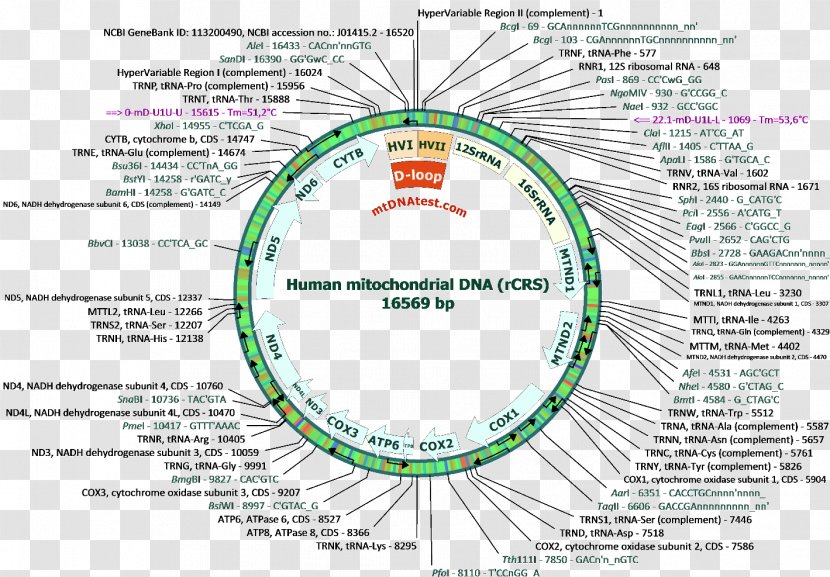 Human Mitochondrial DNA Haplogroup Nucleic Acid Sequence Genetics - Hexagonal Base Map Of Science And Technology Transparent PNG