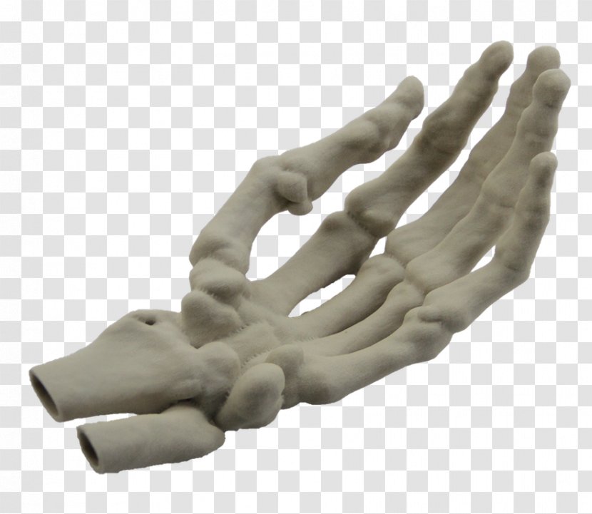 Hand Model Finger Human Skeleton - Ligament Transparent PNG