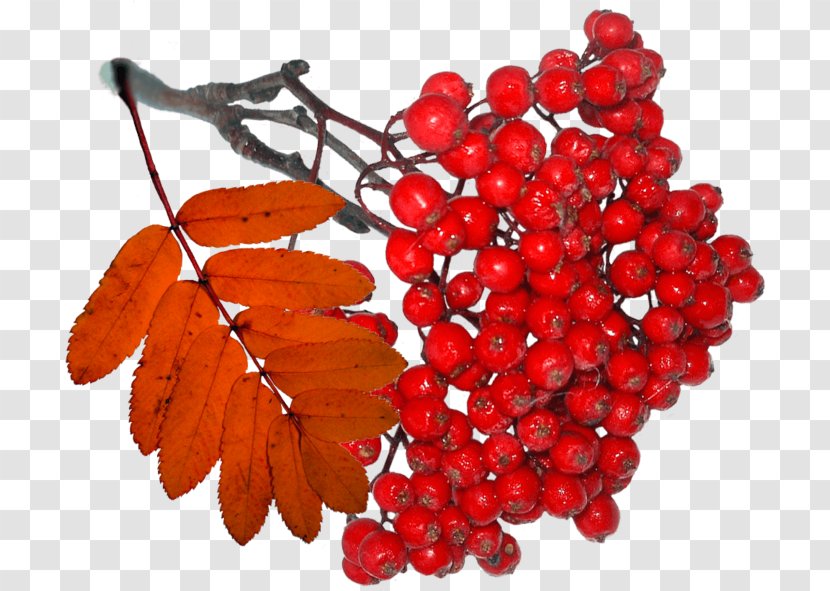 LiveInternet Hawthorn Tanghulu Mountain-ash Berry - Autumn Transparent PNG