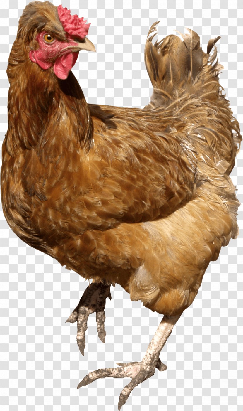 Chicken Meat Curry Buffalo Wing - Livestock - Image Transparent PNG