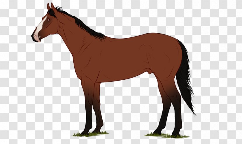 Mane Shetland Pony Mustang Foal - Rein Transparent PNG