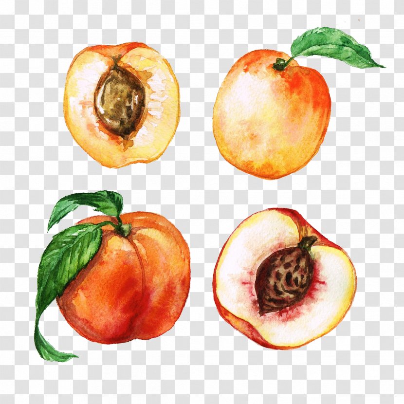 Peach Watercolor Painting Apricot Clip Art - Local Food - Hand-painted Transparent PNG
