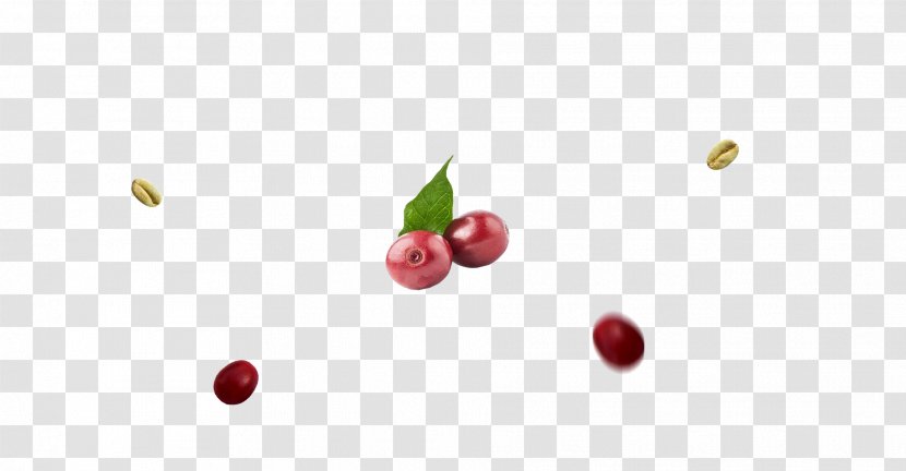 Cranberry Food Lingonberry Pink Peppercorn - Superfood - Bg Transparent PNG