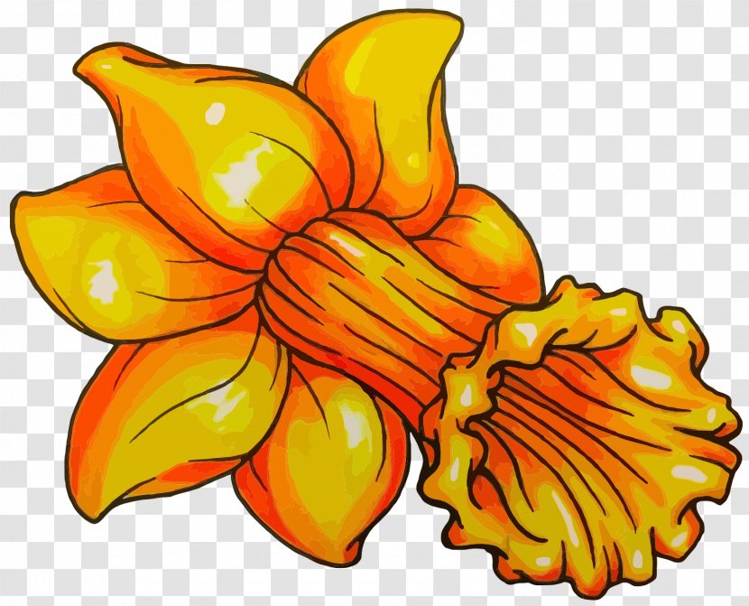 Clip Art Image Vector Graphics Daffodil - Plant - Stem Transparent PNG