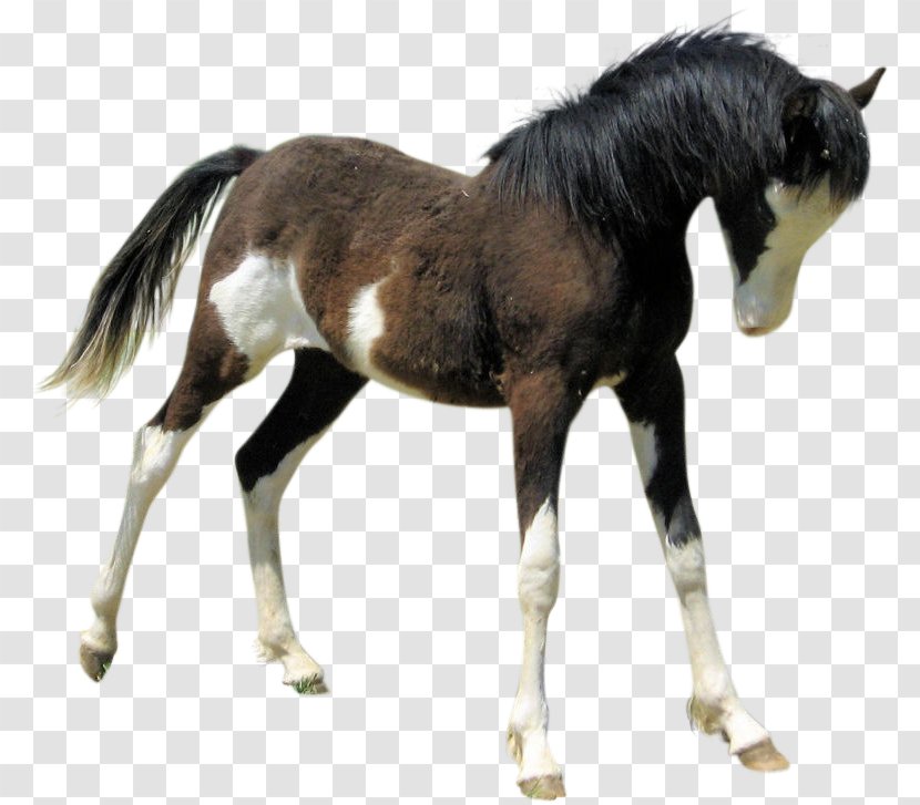 Stallion Pony Mustang Foal Mare - Stock Photography Transparent PNG