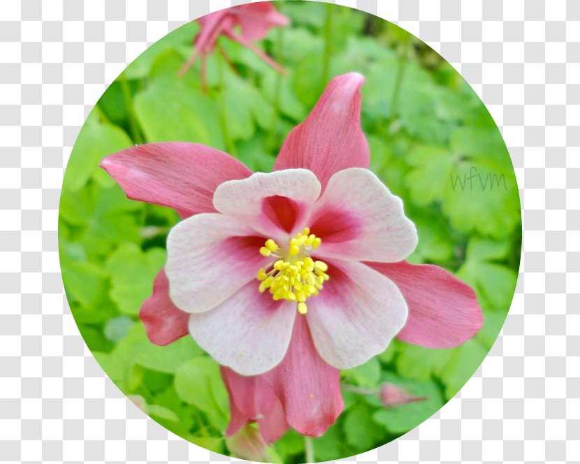 Mallows Wildflower Herbaceous Plant - Family - Columbine Transparent PNG