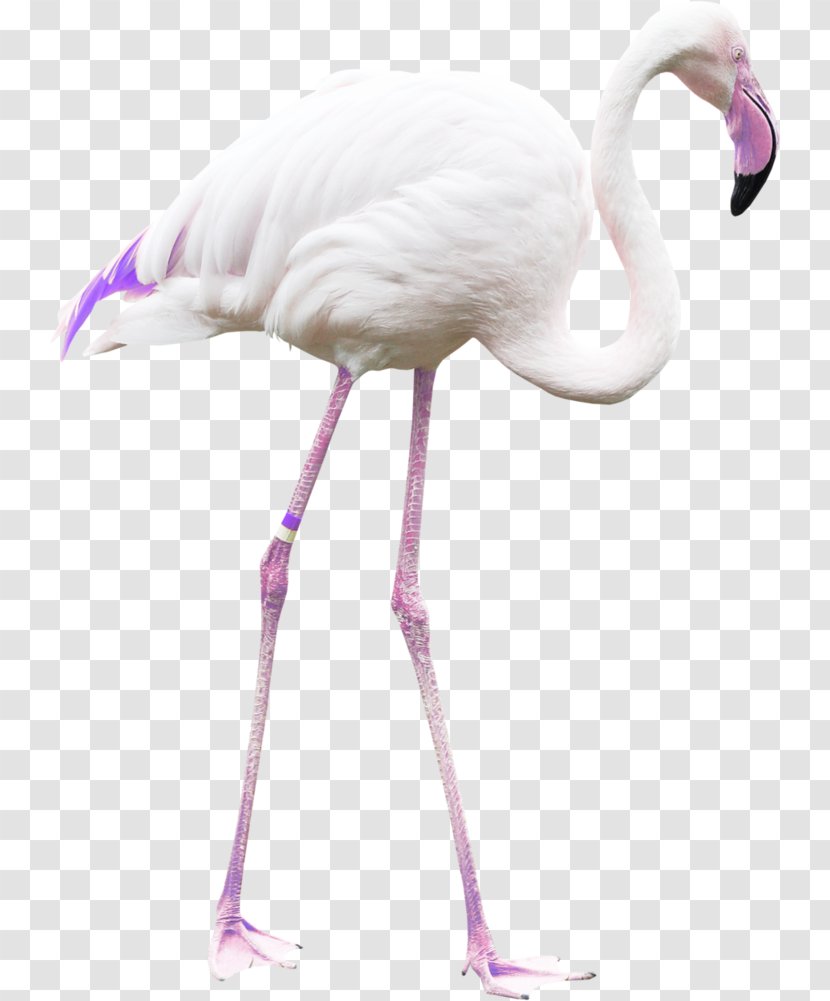 Bird Greater Flamingo Clip Art - Egret - Flamingos Transparent PNG