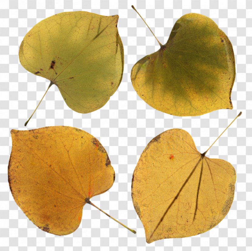 Autumn Maple - Leaf Color - Flower Plant Pathology Transparent PNG