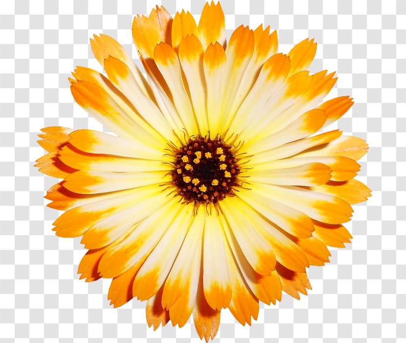 Yellow Flower Image Chrysanthemum - Annual Plant Transparent PNG