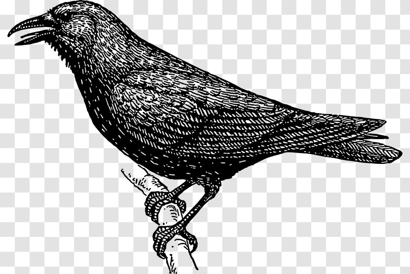 Crow Clip Art - Drawing Transparent PNG