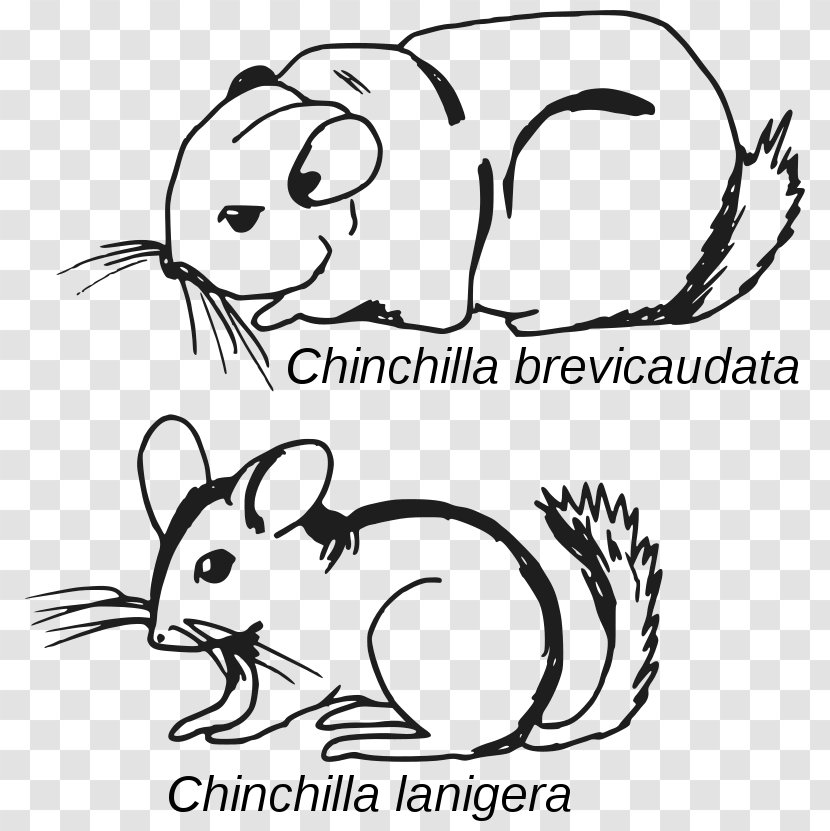 Long-tailed Chinchilla Short-tailed Rodent Mammal Crepuscular Animal - Species - Andes Mountains Argentina Transparent PNG