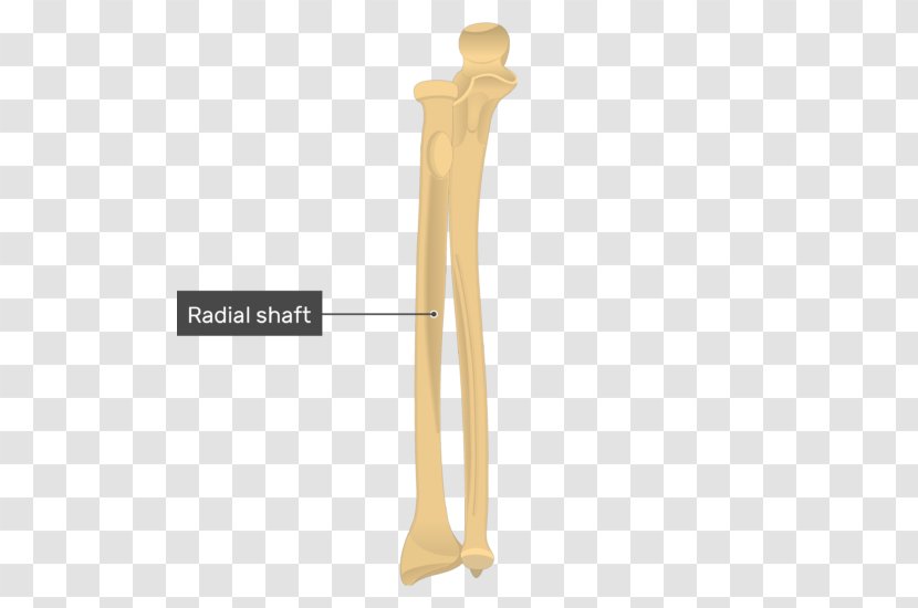 Ulnar Styloid Process Radius Anatomy Bone - Human Leg - Radial Transparent PNG