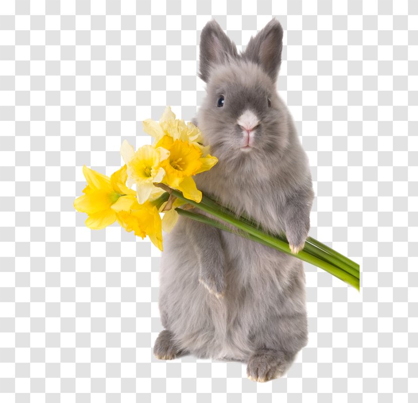 Hare Dwarf Rabbit Easter Bunny Animation Transparent PNG