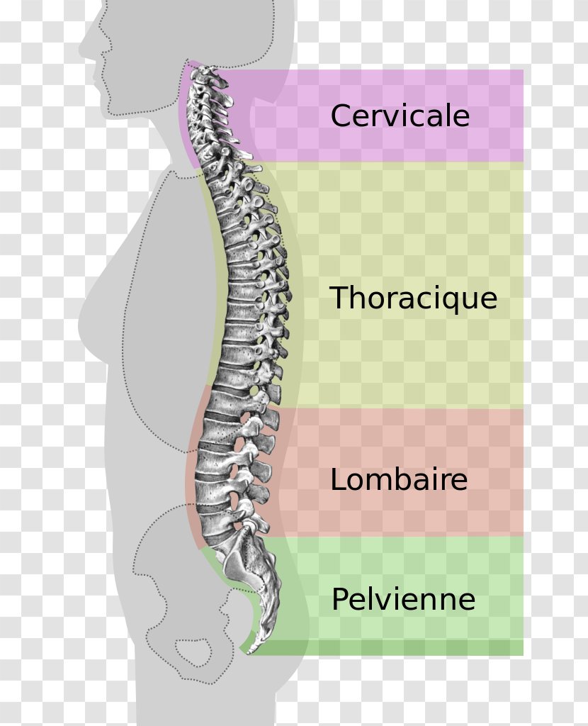 Back Pain Vertebral Column Lumbar Vertebrae Spinal Stenosis - Silhouette - Spinespine Transparent PNG